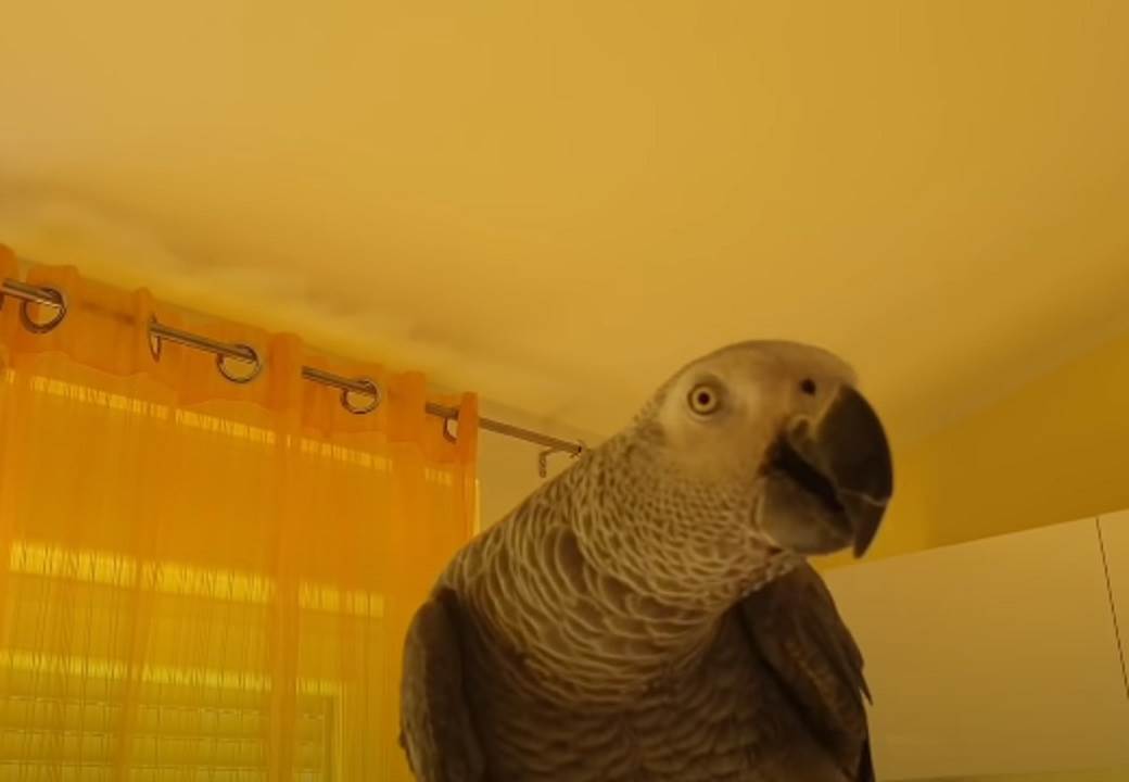 papagaj hugo split hrvatska hugo zako andrija gudelj video