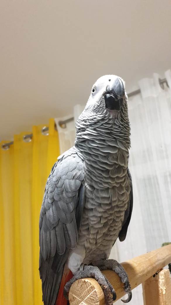 papagaj hugo split hrvatska hugo zako andrija gudelj video