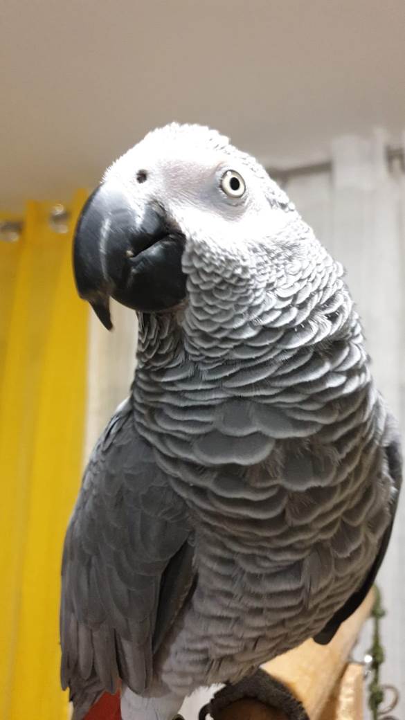 papagaj hugo split hrvatska hugo zako andrija gudelj video