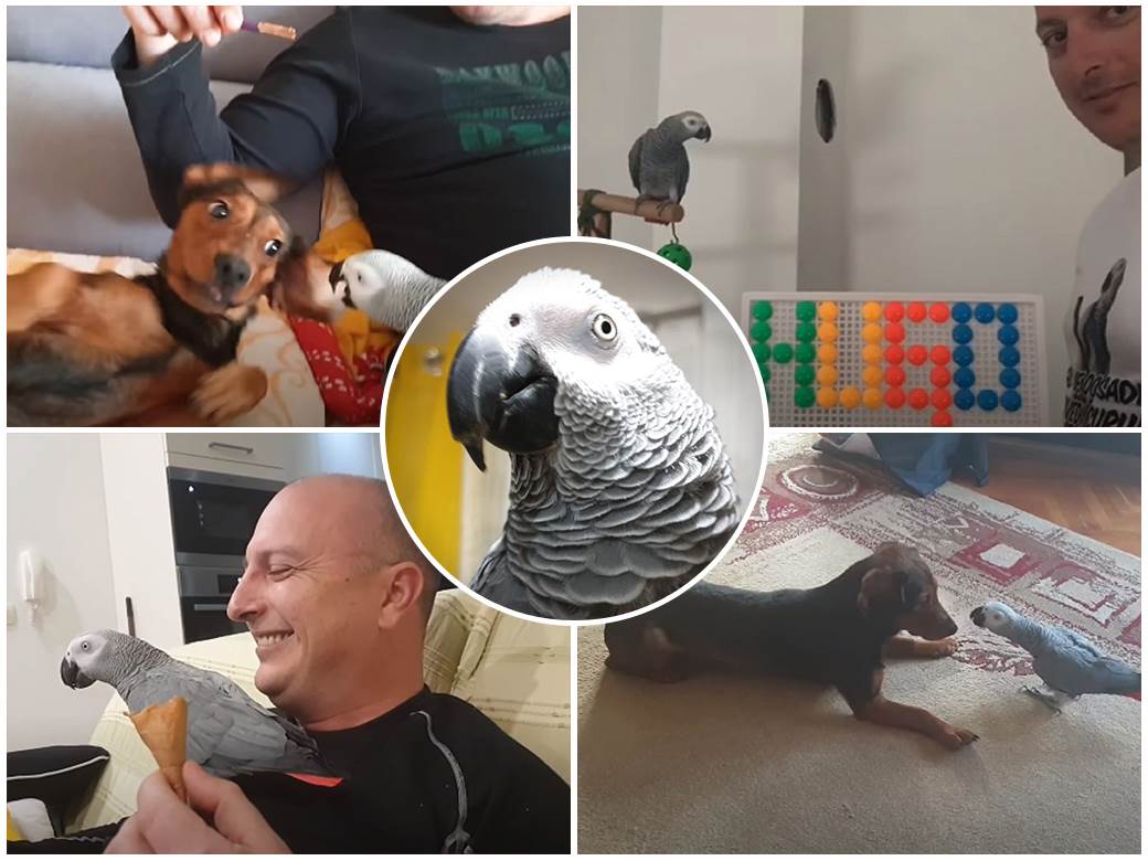 papagaj hugo split hrvatska hugo zako andrija gudelj video