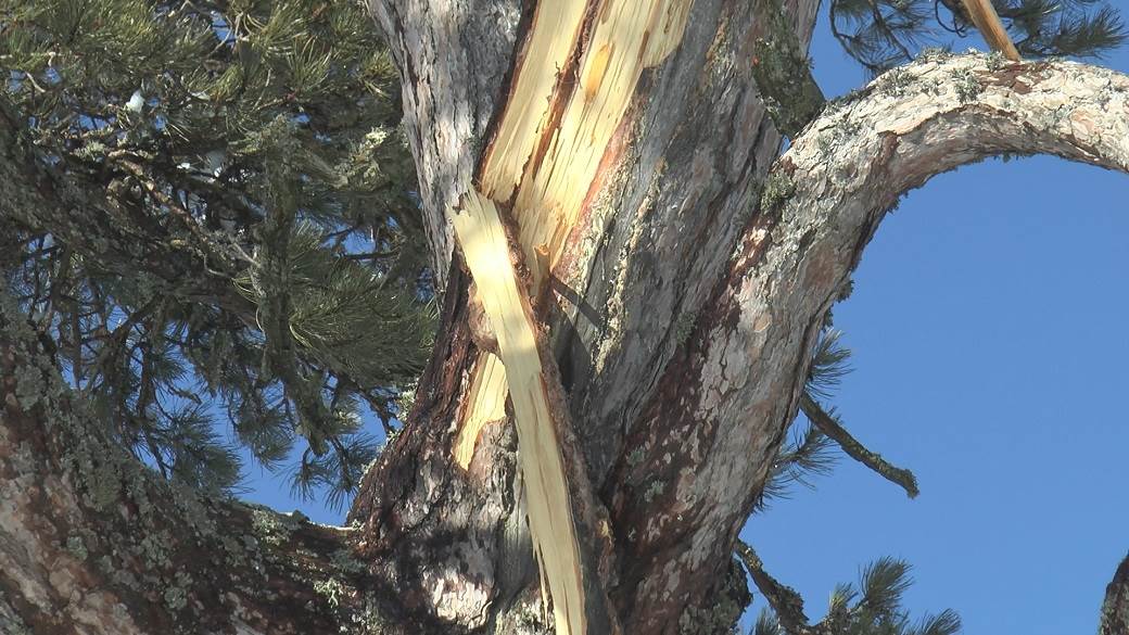 prijepolje kamena gora sveti bor sveto drvo posetioci