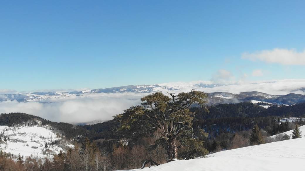prijepolje kamena gora sveti bor sveto drvo posetioci