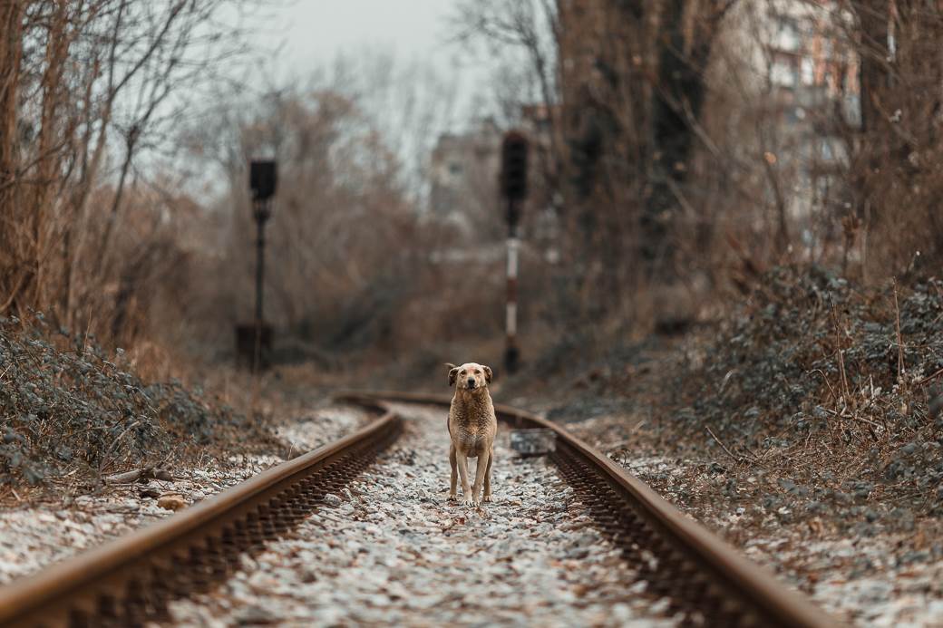 železnička stanica dunav beograd viline vode