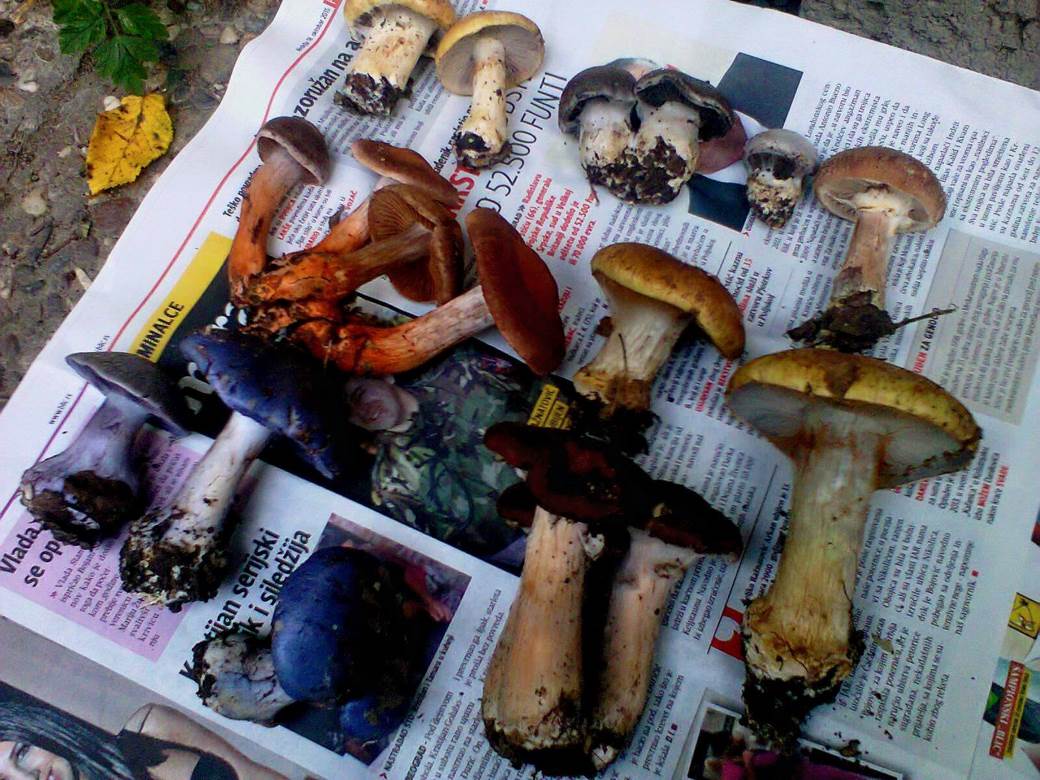 jestive pecurke u srbiji gljive otrovne trovanje jasmina glamoclija halucinogene