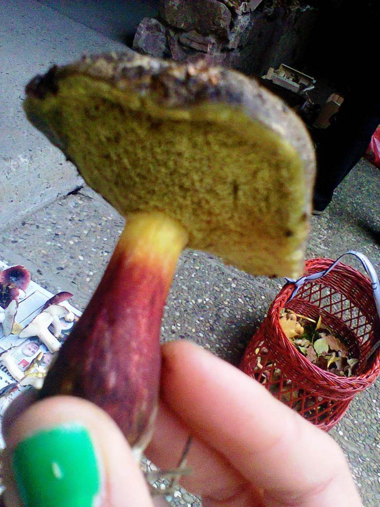 jestive pecurke u srbiji gljive otrovne trovanje jasmina glamoclija halucinogene