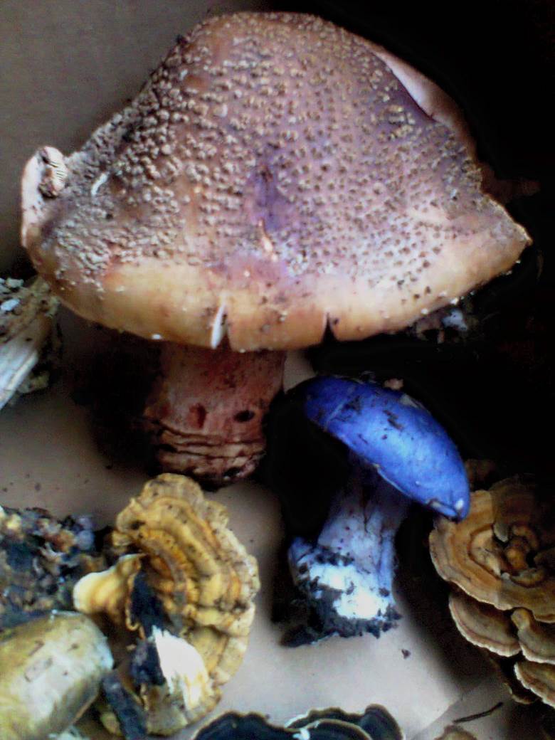 jestive pecurke u srbiji gljive otrovne trovanje jasmina glamoclija halucinogene