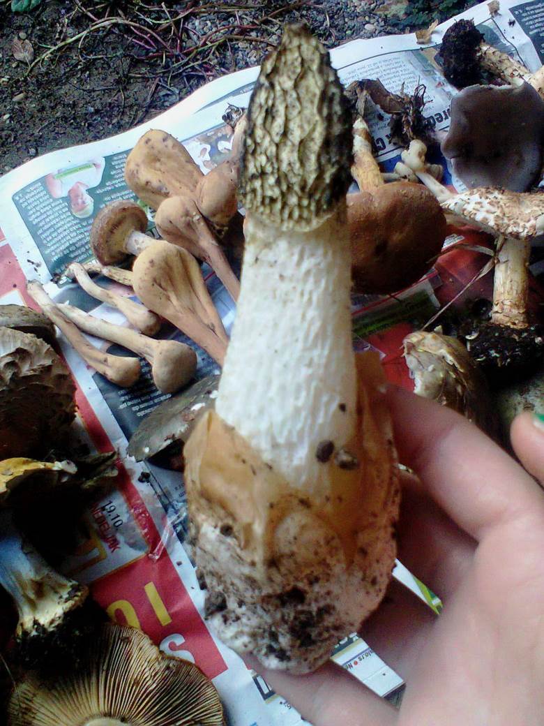 jestive pecurke u srbiji gljive otrovne trovanje jasmina glamoclija halucinogene