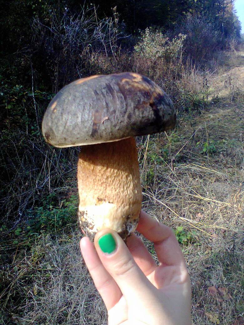 jestive pecurke u srbiji gljive otrovne trovanje jasmina glamoclija halucinogene