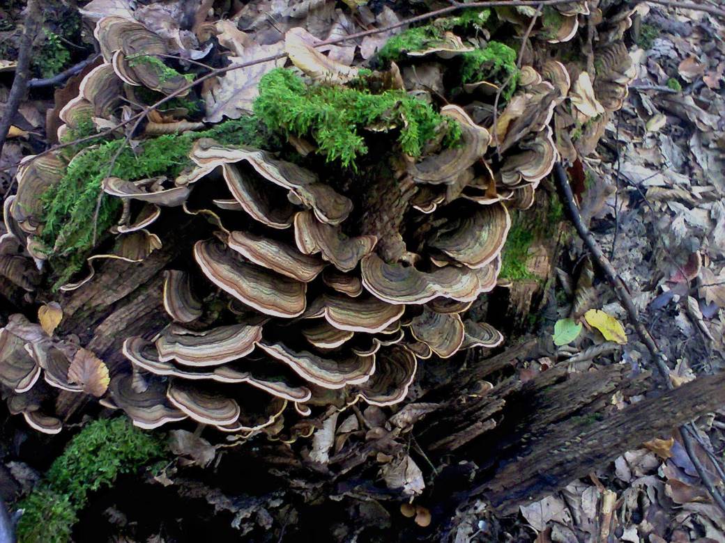 jestive pecurke u srbiji gljive otrovne trovanje jasmina glamoclija halucinogene