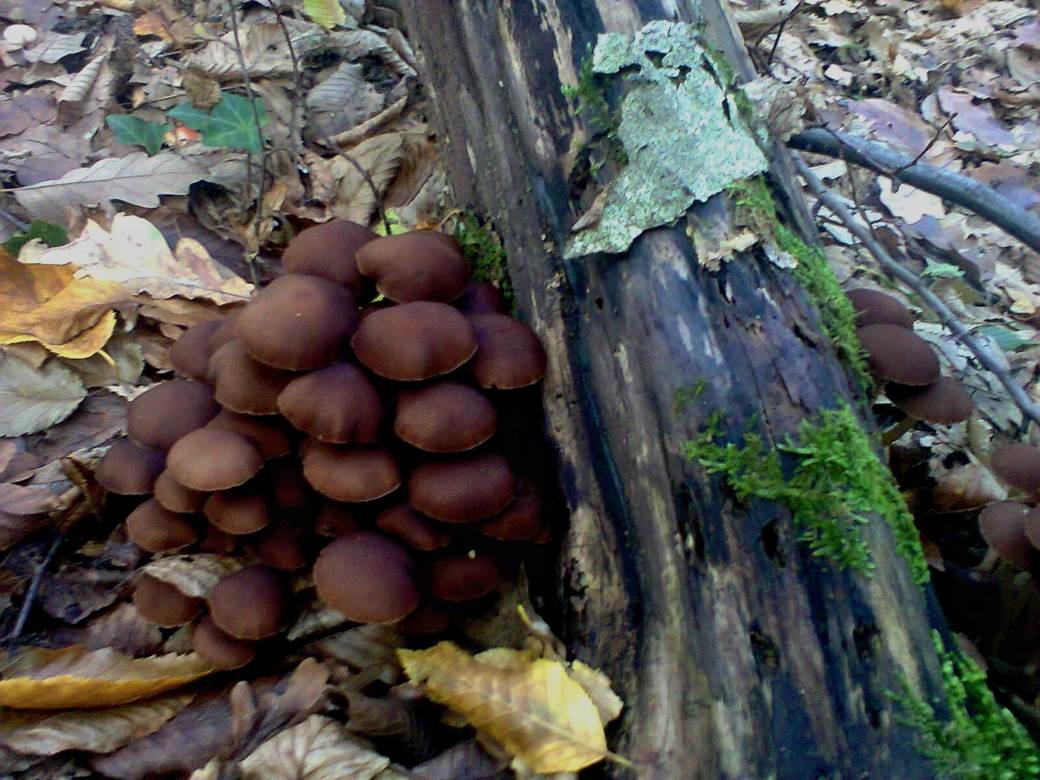 jestive pecurke u srbiji gljive otrovne trovanje jasmina glamoclija halucinogene