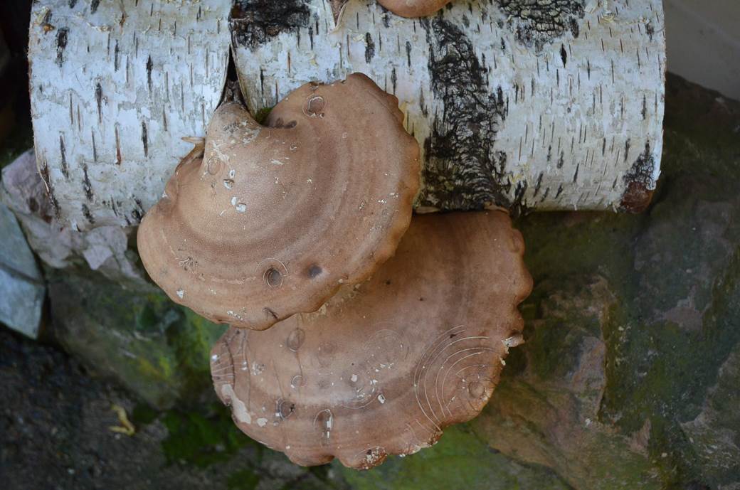 jestive pecurke u srbiji gljive otrovne trovanje jasmina glamoclija halucinogene