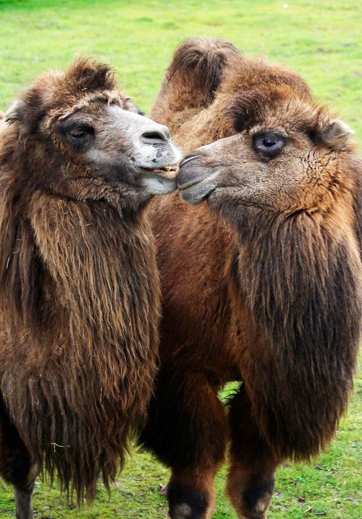 galešnjak zadar hrvatska dan zaljubljenih srce srcolik oblik prirodni fenomen