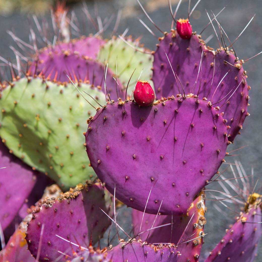 galešnjak zadar hrvatska dan zaljubljenih srce srcolik oblik prirodni fenomen