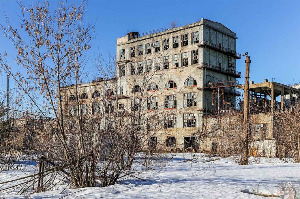 plavi psi lutalice zagadjenje otrov fabrika rusija fotografije