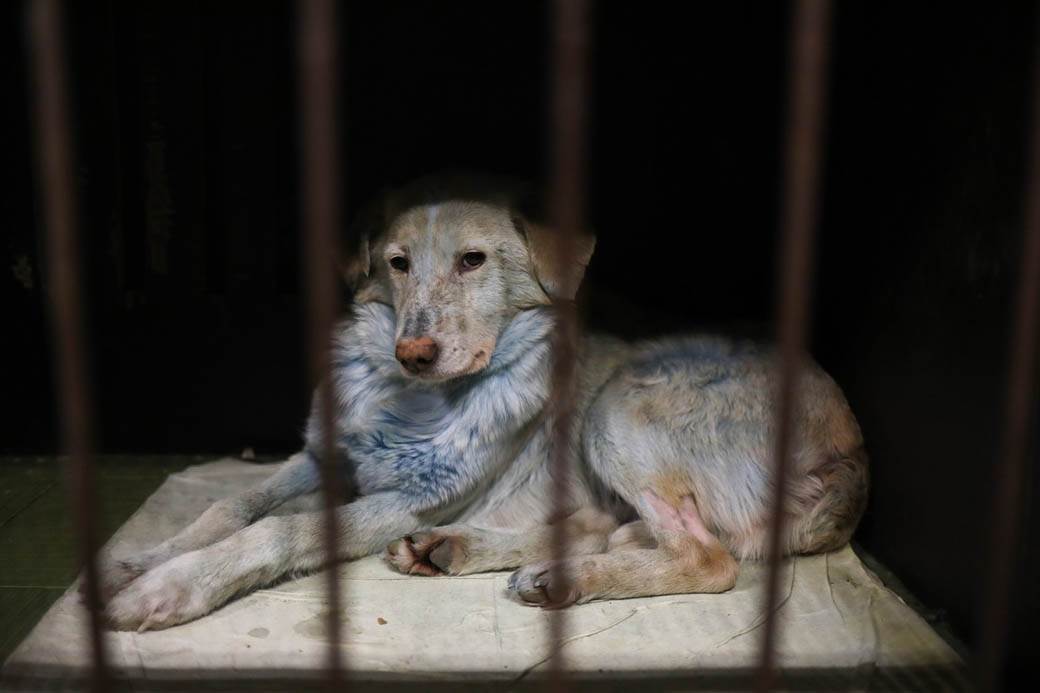 plavi psi lutalice zagadjenje otrov fabrika rusija fotografije