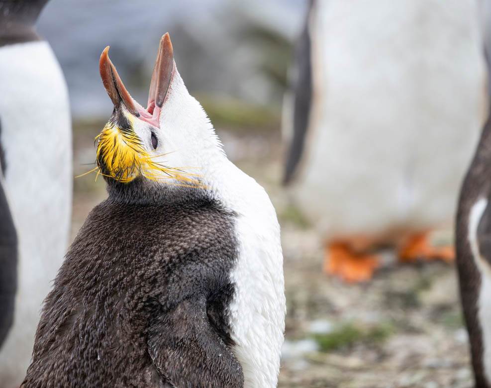 pingvin kosa frizura boris dzonson fotografije