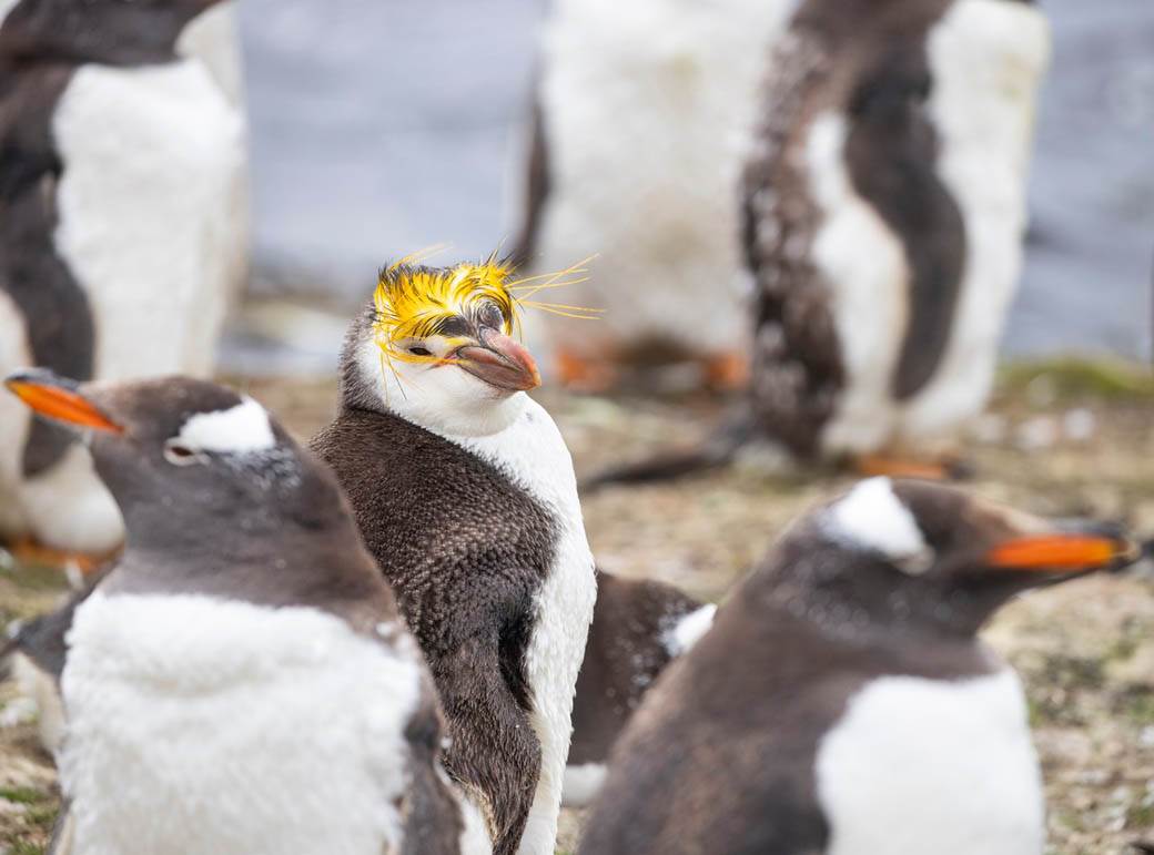 pingvin kosa frizura boris dzonson fotografije