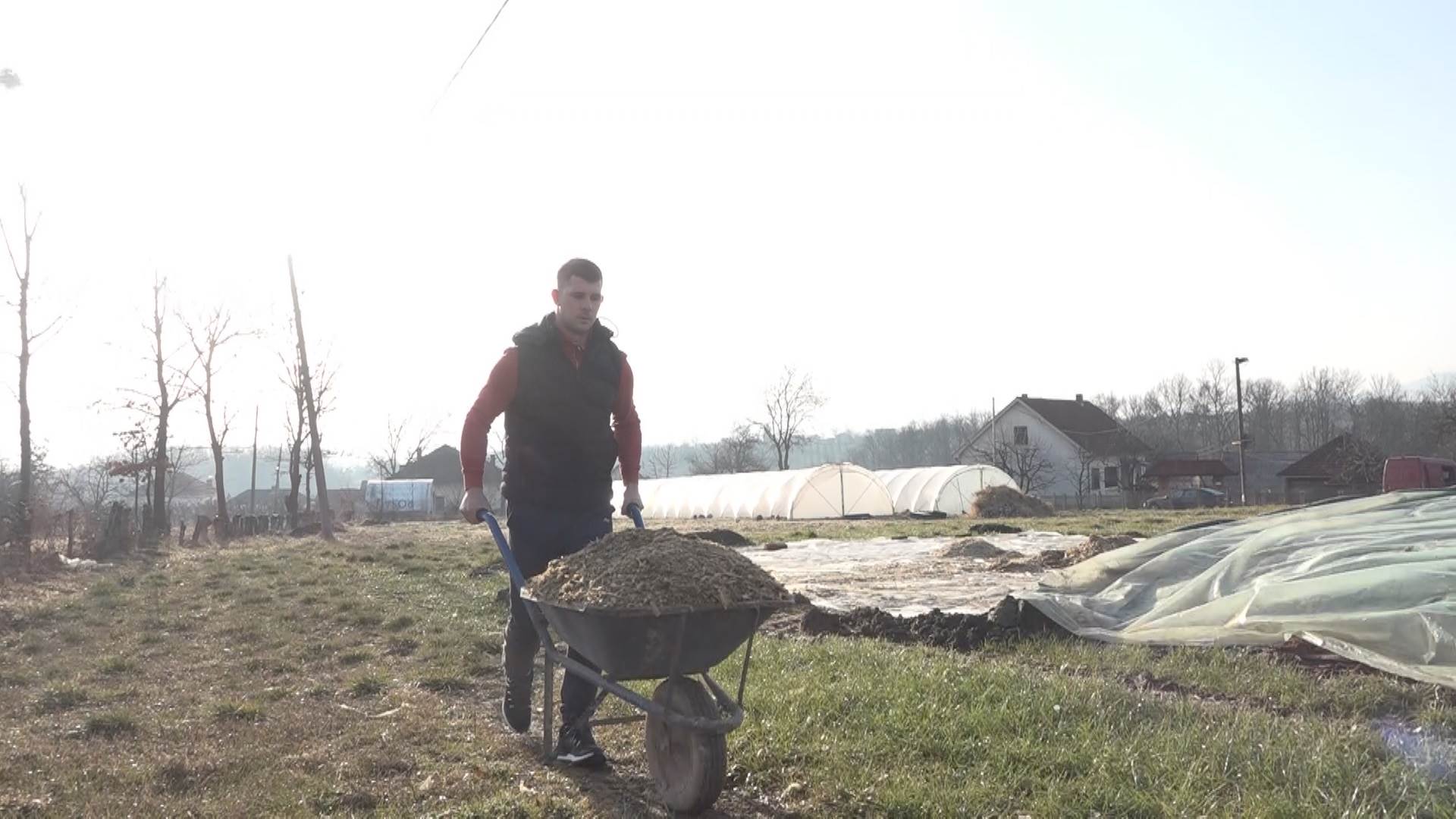 poljoprivreda nemanja milikic junad bik 