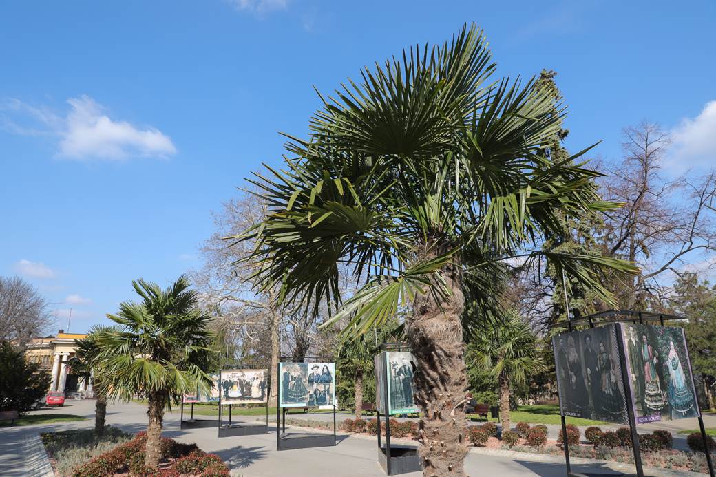palme kalemegdan sadnice cvijeta zuzorić