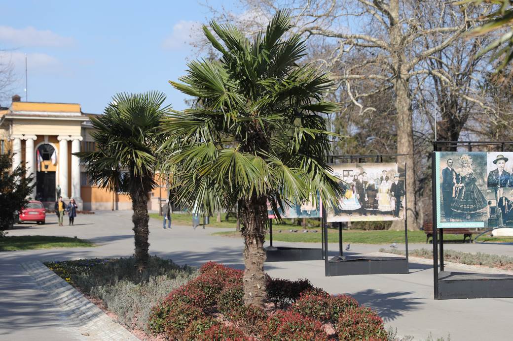 palme kalemegdan sadnice cvijeta zuzorić