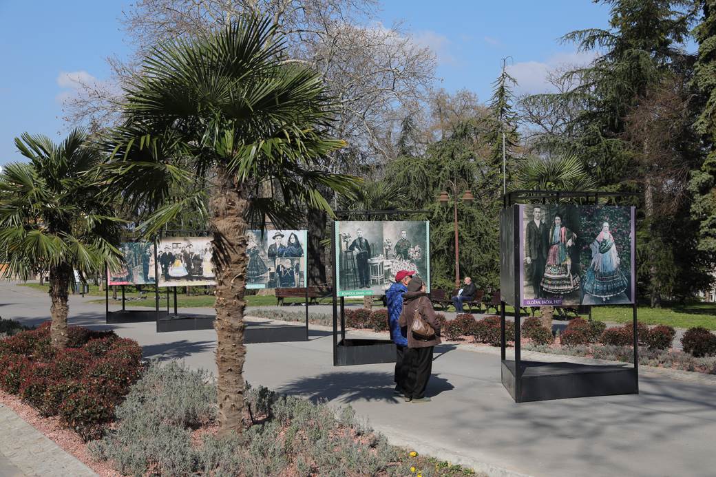 palme kalemegdan sadnice cvijeta zuzorić