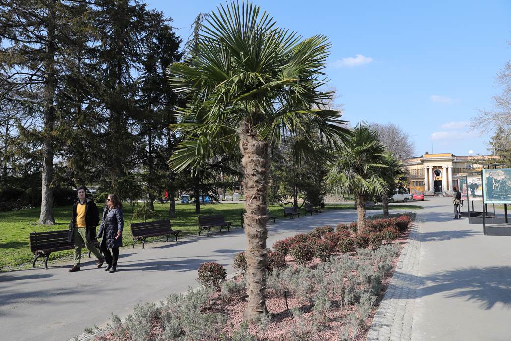 palme kalemegdan sadnice cvijeta zuzorić