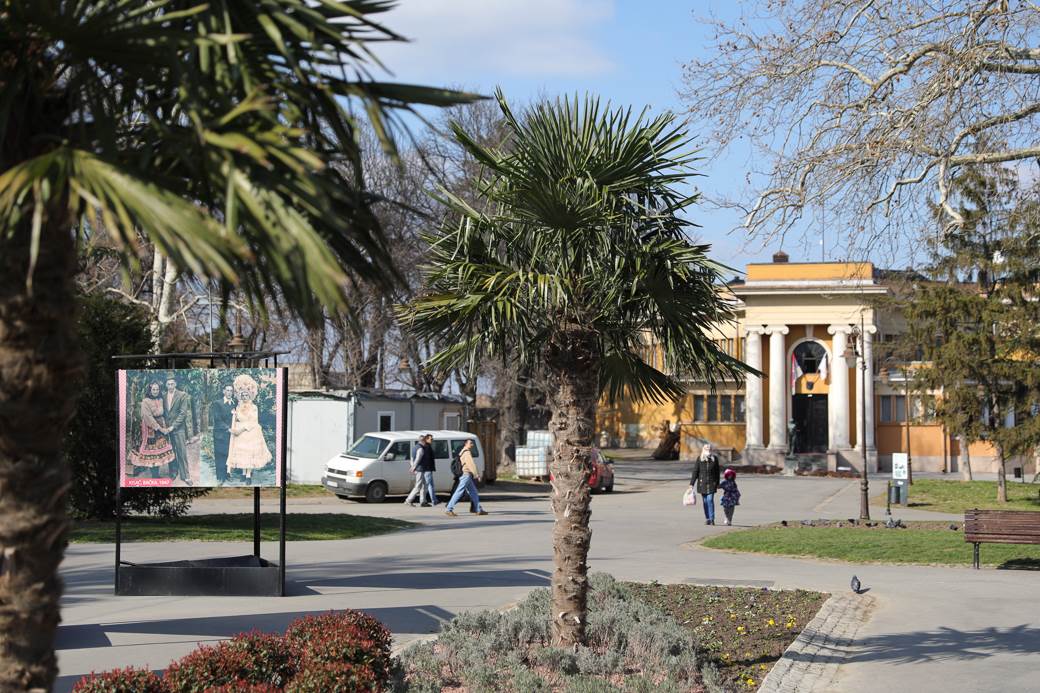 palme kalemegdan sadnice cvijeta zuzorić