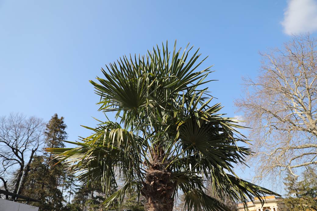 palme kalemegdan sadnice cvijeta zuzorić