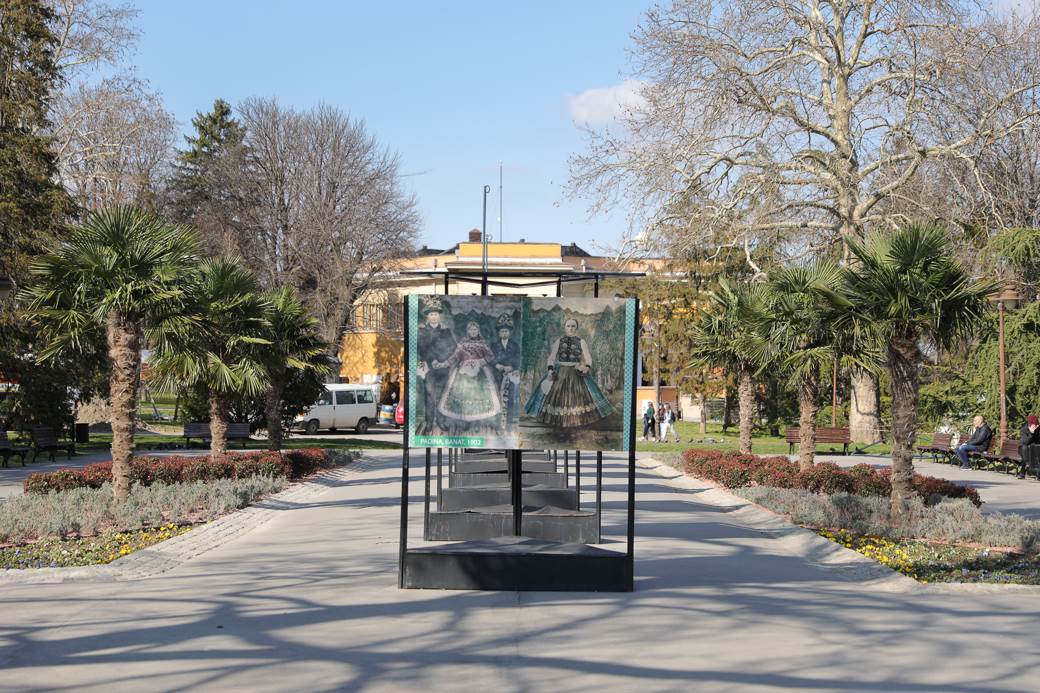 palme kalemegdan sadnice cvijeta zuzorić