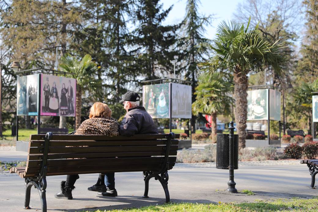 palme kalemegdan sadnice cvijeta zuzorić