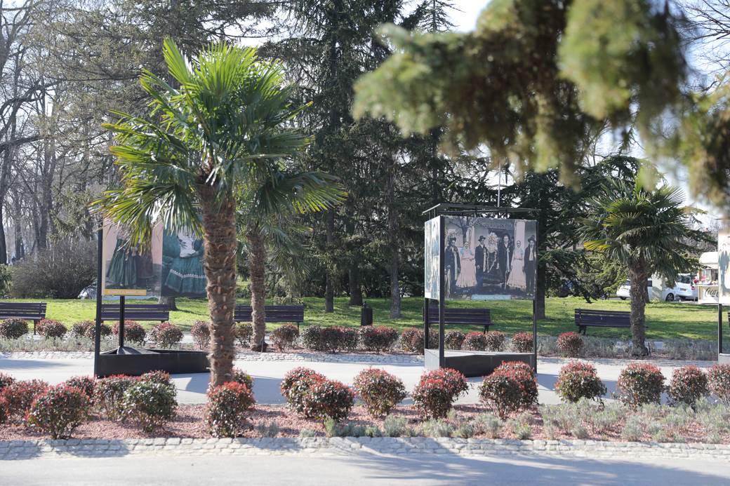 palme kalemegdan sadnice cvijeta zuzorić