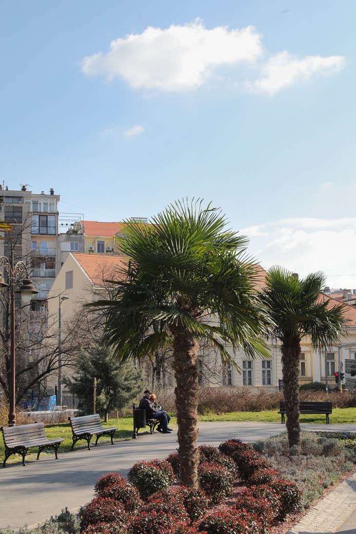 palme kalemegdan sadnice cvijeta zuzorić