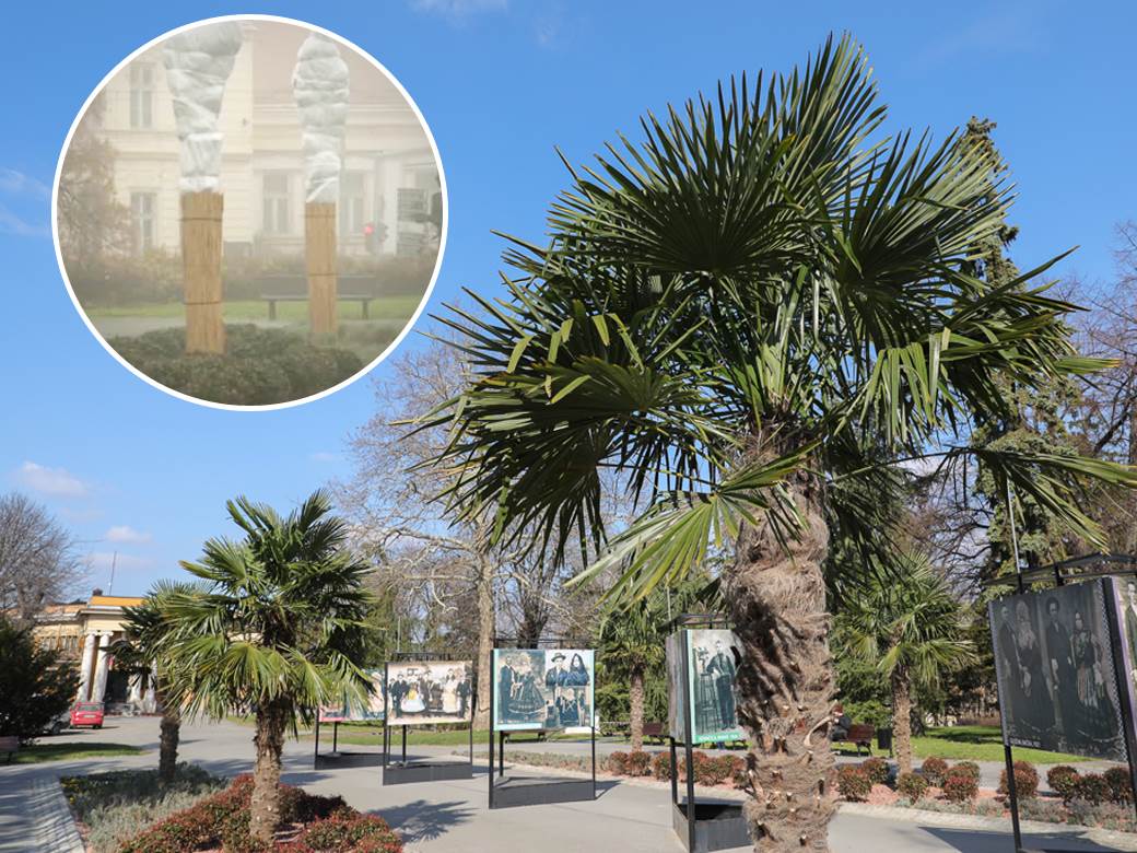 palme kalemegdan sadnice cvijeta zuzorić