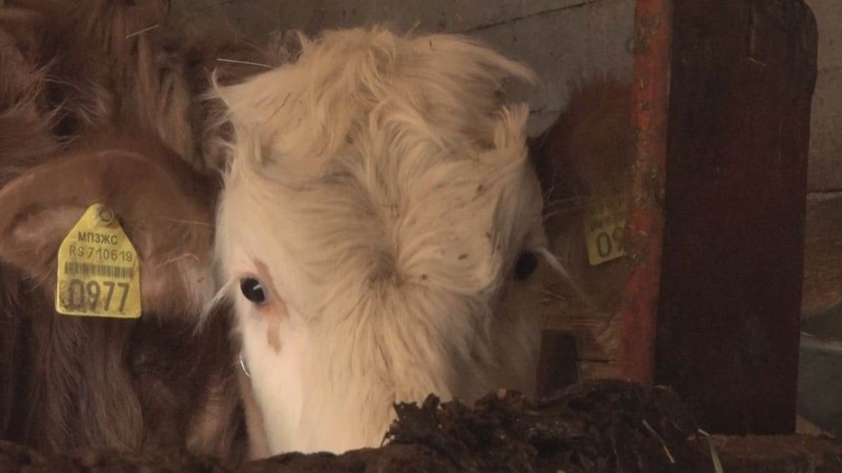 selo seoski turizam seoska teretana branje malina