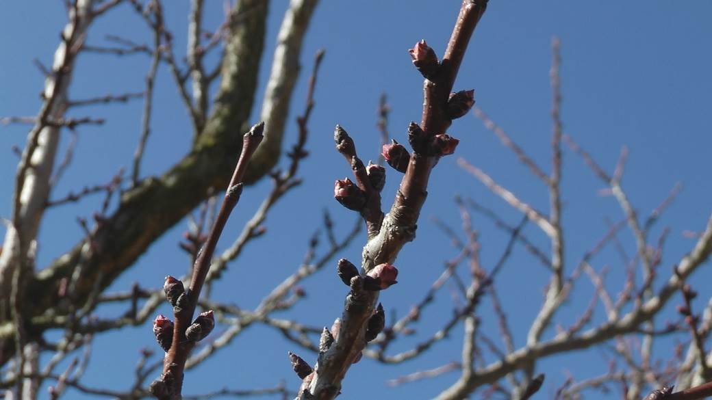 gornja gorevnica cacak kajsija vocari foto