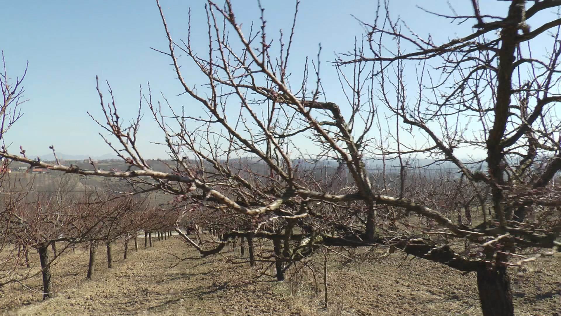 gornja gorevnica cacak kajsija vocari foto