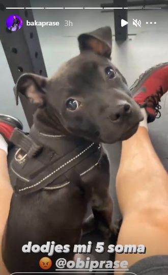 baka prase novcana kazna obi prase pas