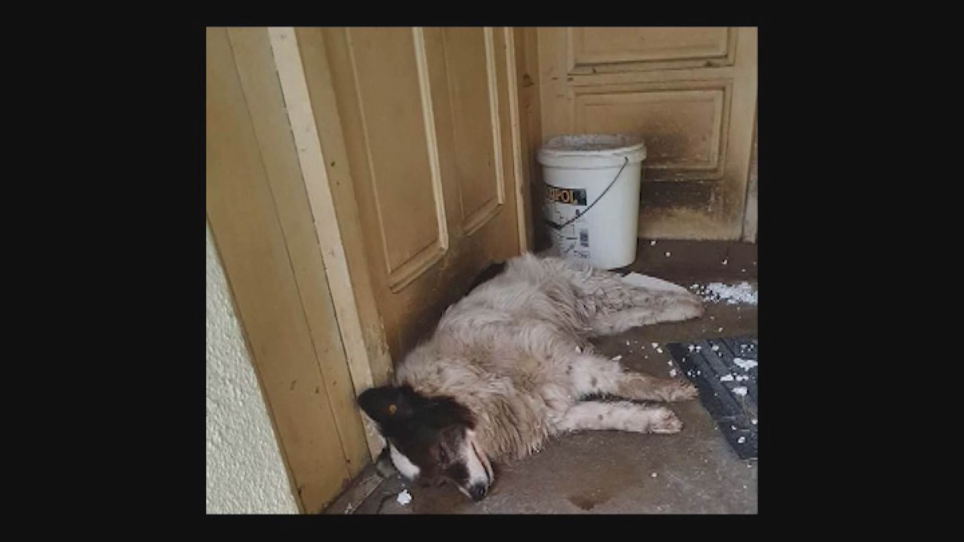 psi lutalice truju pse otrov za pse otrovni mamci pozega