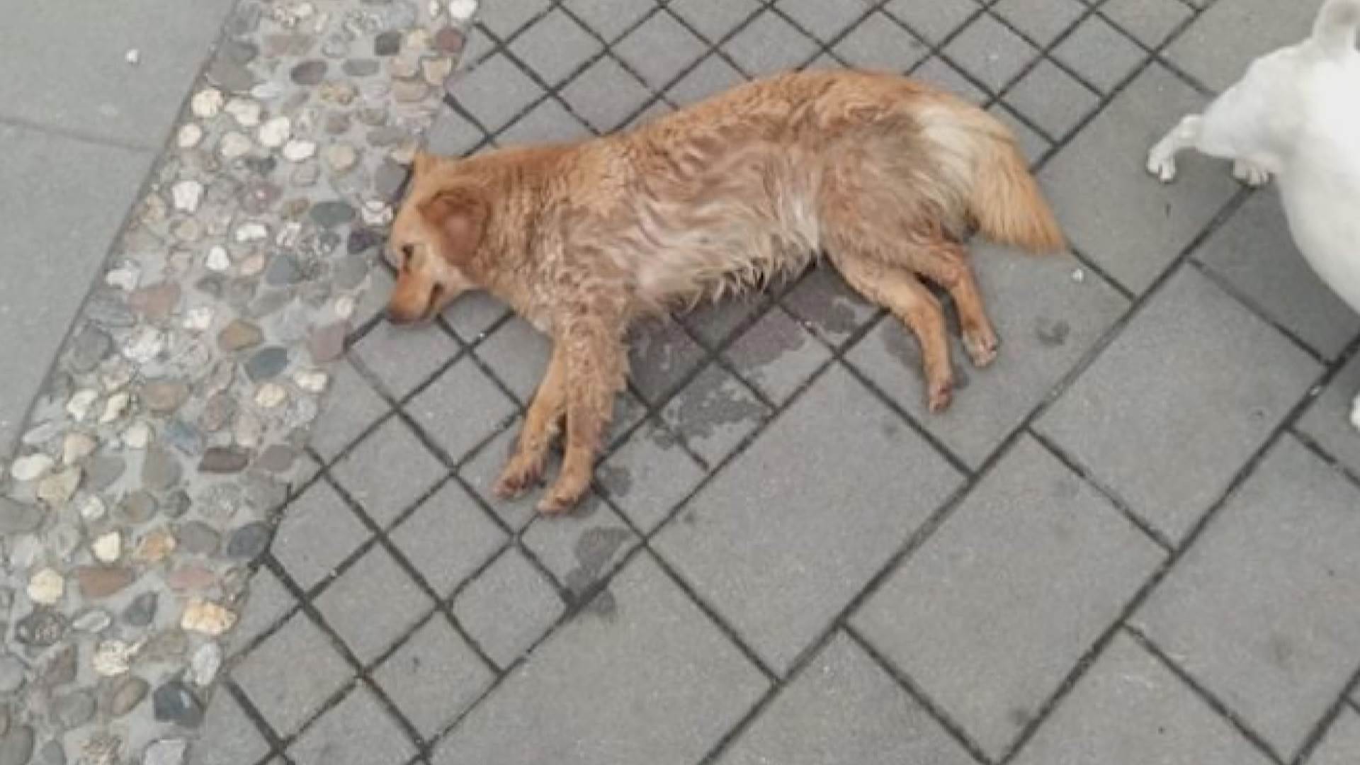 psi lutalice truju pse otrov za pse otrovni mamci pozega