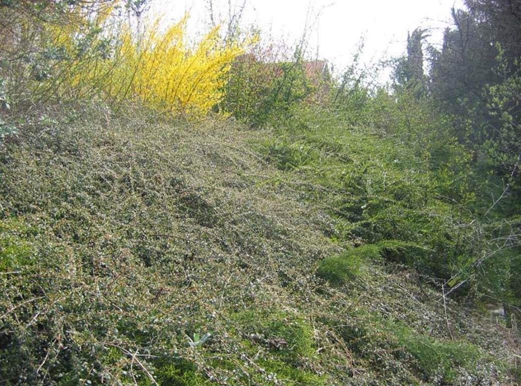 Kako izgleda vila Branislava Lečića koju izdaje za 30000 na dan?