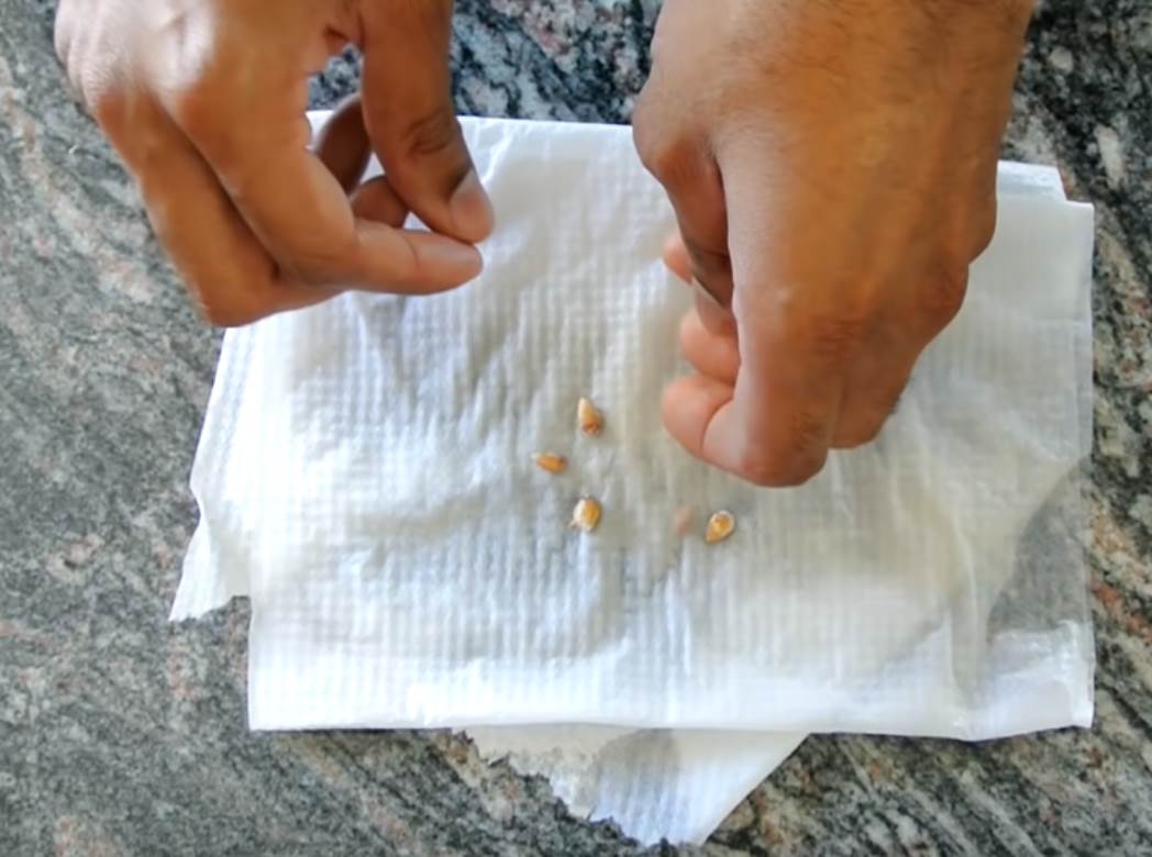 kako zasaditi drvo limuna u saksiji saveti foto 