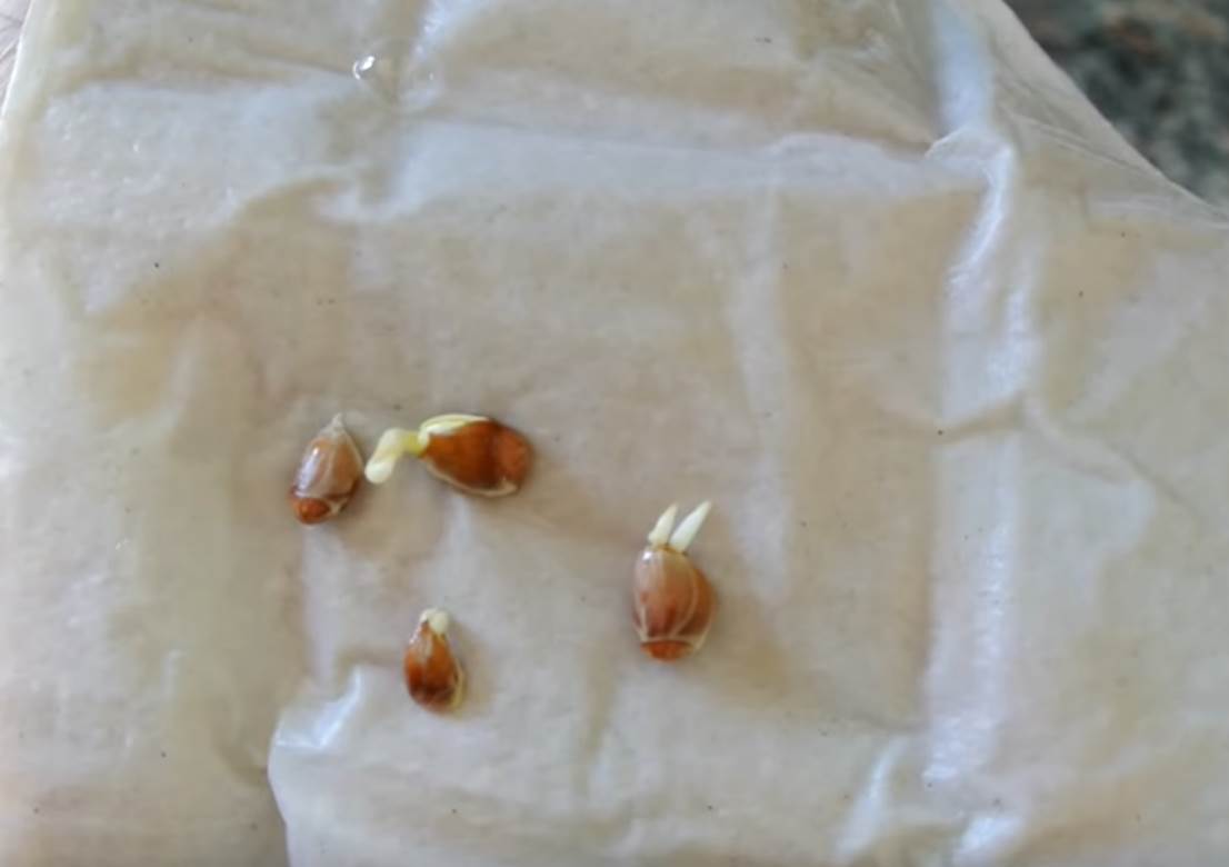 kako zasaditi drvo limuna u saksiji saveti foto 