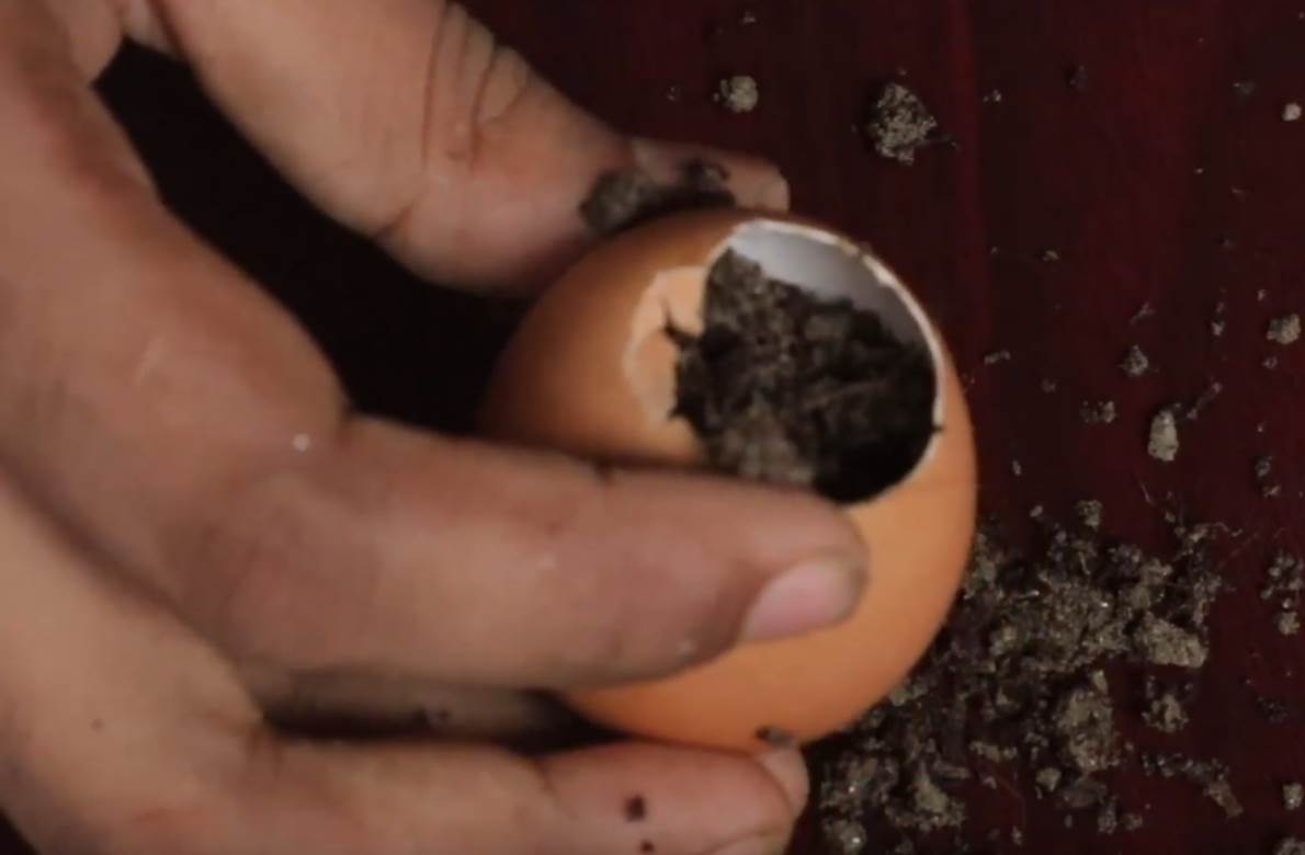 kako zasaditi drvo limuna u saksiji saveti foto 