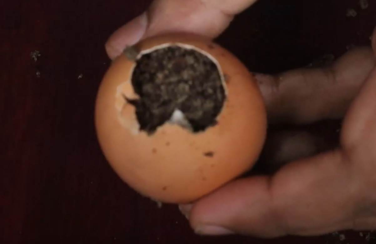 kako zasaditi drvo limuna u saksiji saveti foto 