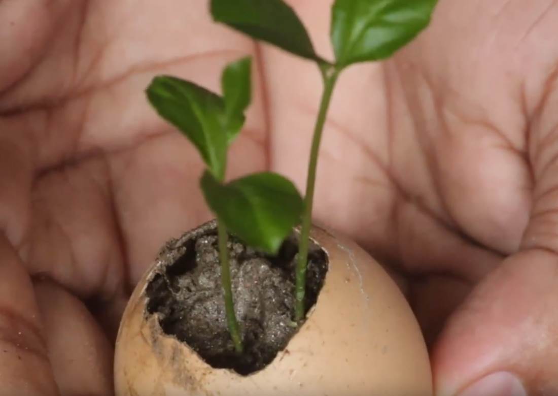 kako zasaditi drvo limuna u saksiji saveti foto 