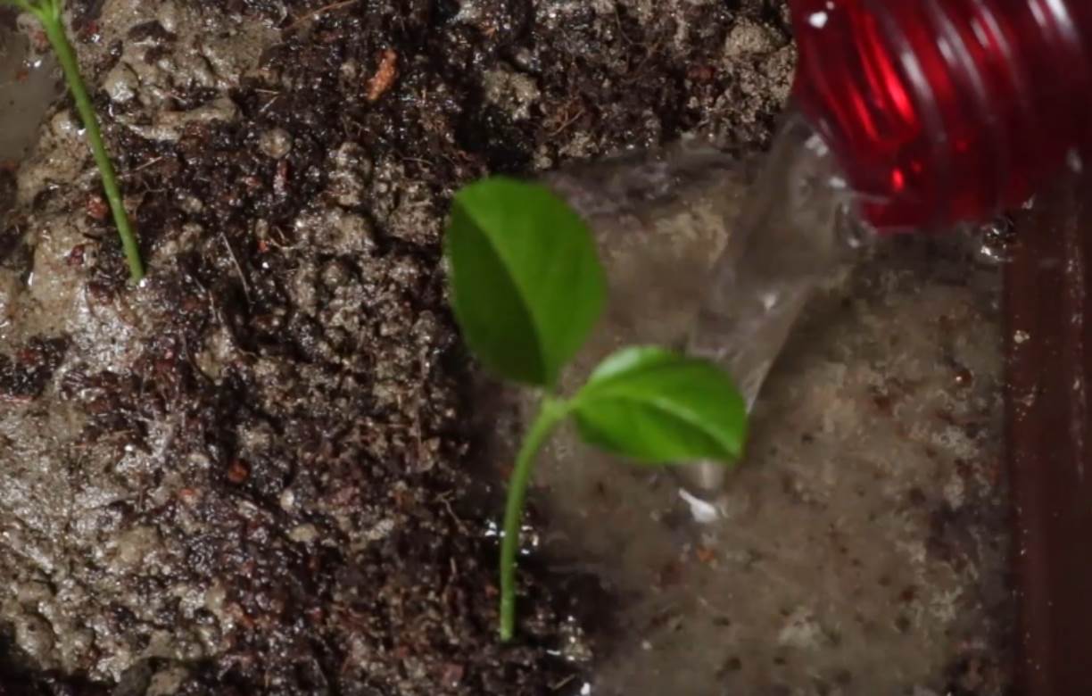 kako zasaditi drvo limuna u saksiji saveti foto 