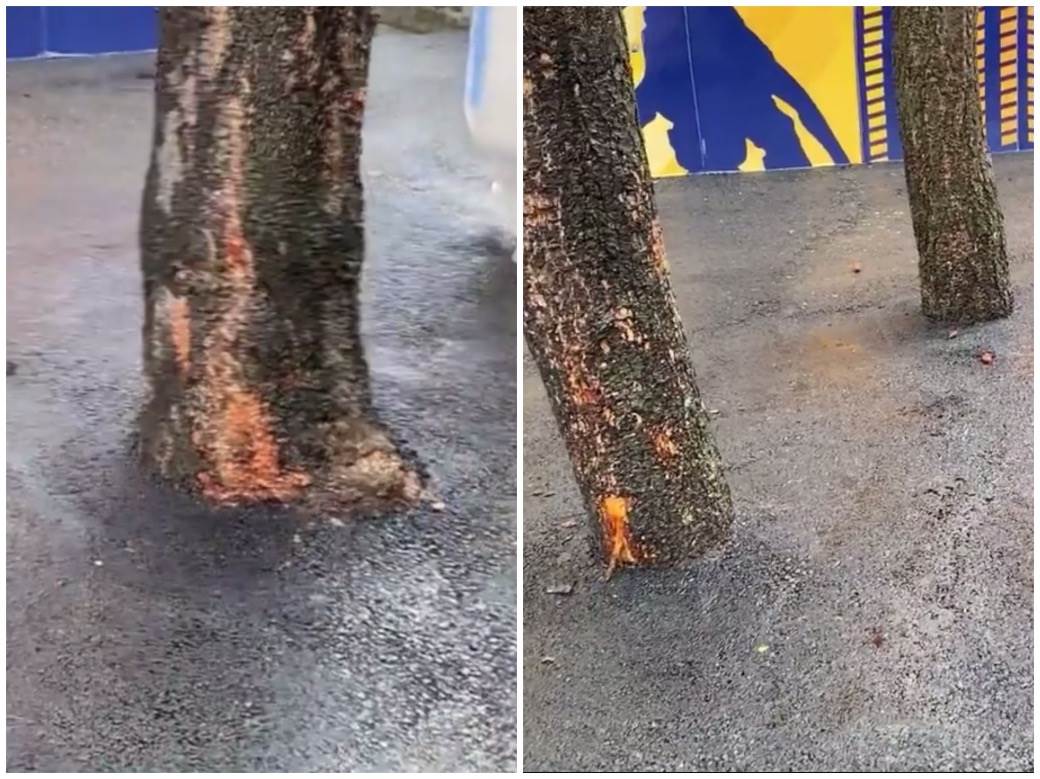 beograd miljakovac asfaltirali drvece foto