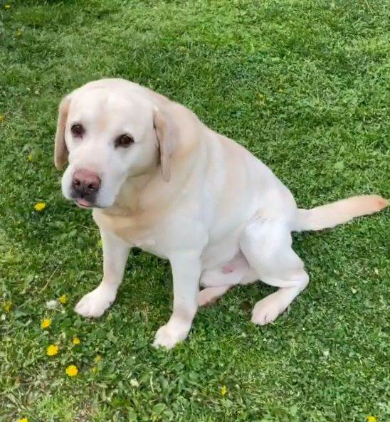 rados bajic raskosno imanje kuca gde zivi 