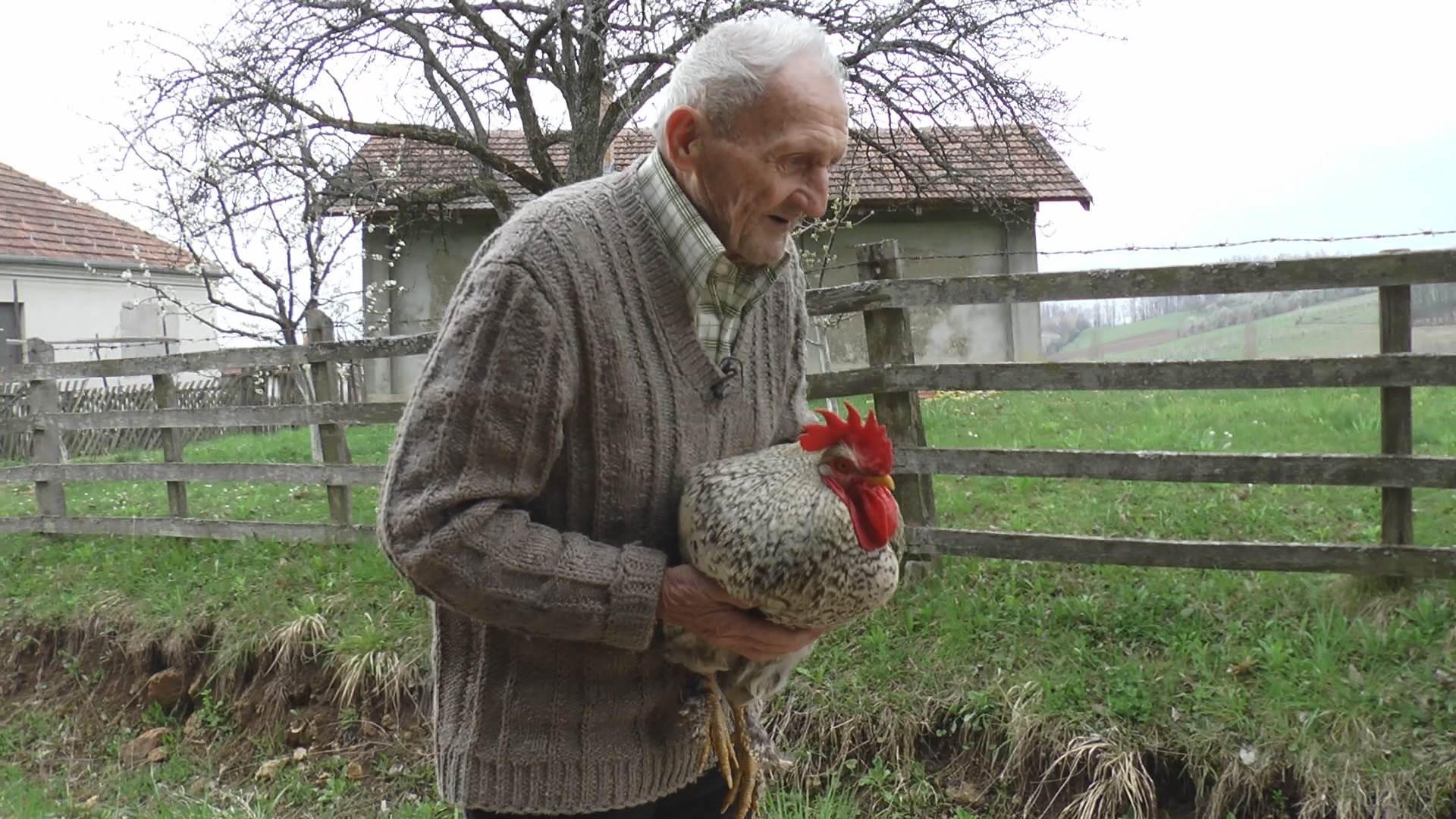 selo srezojevci zivi s petlom