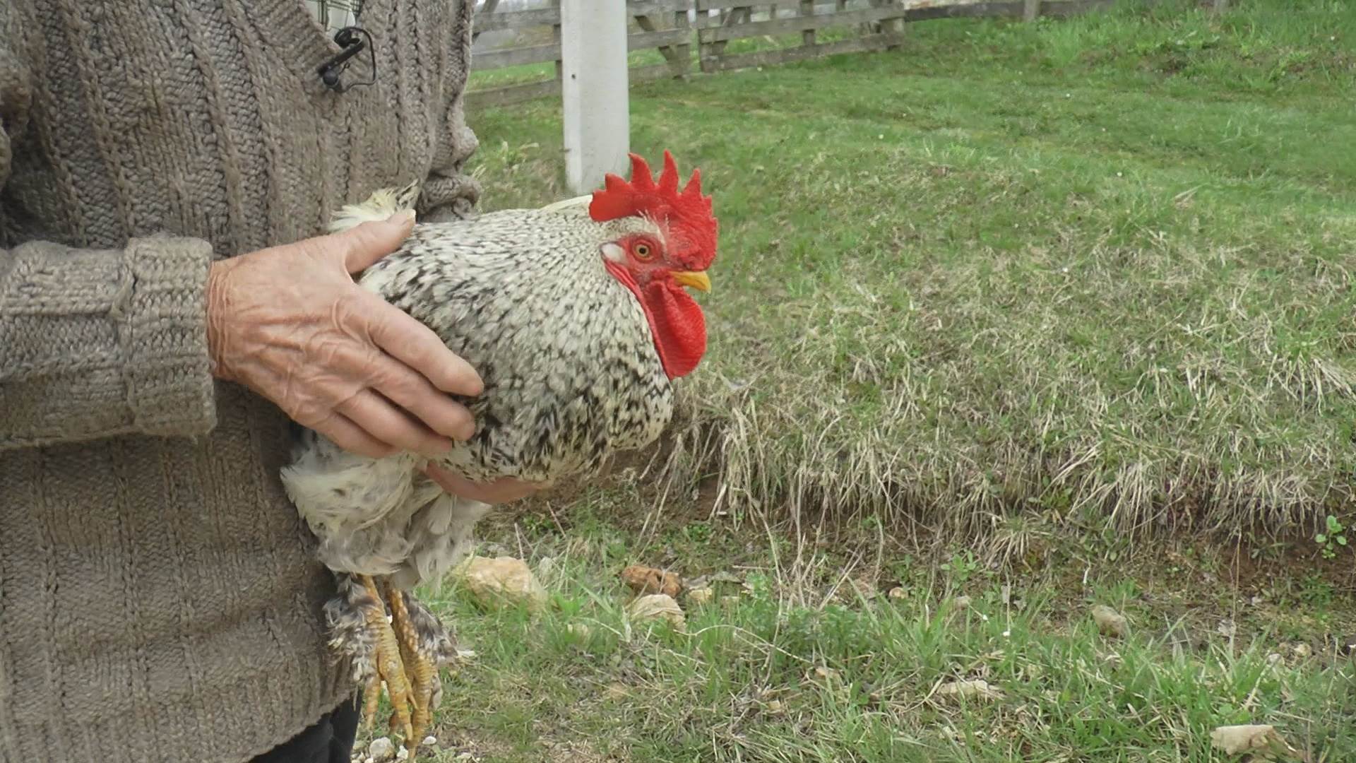 selo srezojevci zivi s petlom